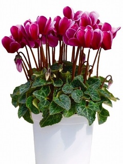 cyclamen joker201710.jpg